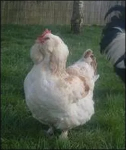 Poule originaire d'une commune de l'Eure et Loir caractrise par un plumage abondant ... .