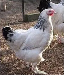 Cette race de poule domestique est originaire du Nord de la France, elle porte le nom d'une petite commune du dpartement ... .