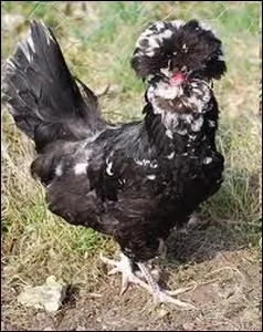 Une des plus ancienne race franaise de poule domestique originaire d'une commune des Yvelines ... .