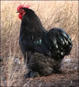 Volaille rustique galement trs ancienne adapte au climat humide de la Normandie ... .