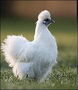 Une des plus ancienne race originaire de Chine , trs bonne couveuse ... .