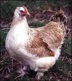 Race rcente cre dans l'est de la France  partir de la Faverolles ... .