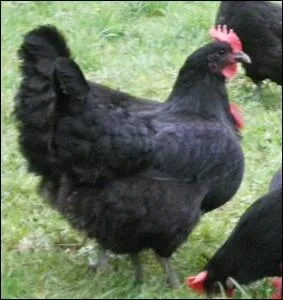 Une race cre au 19 ime sicle en Indre et Loire ... .