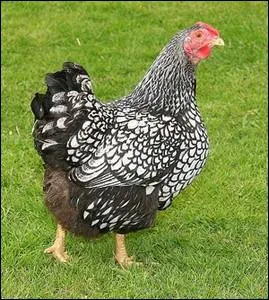 Cette superbe poule argente est issue d'une race importe des Etats-Unis ... .