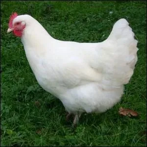 Race ancienne rustique frquente autrefois dans le Loiret, la Seine et Marne et l'Yonne ... .