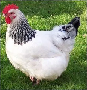 Poule de race anglaise blanche hermine, leve pour sa qualit de chair ... .