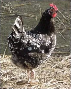 Volaille de type fermier aux origines normandes ... .