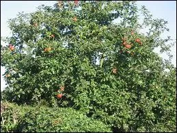 Quelle est la longvit moyenne d'un pommier ?