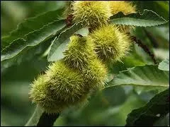 Quelle est la hauteur moyenne du chtaignier ?