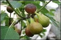 Le figuier supporte trs bien...