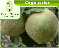 Quiz Arbres