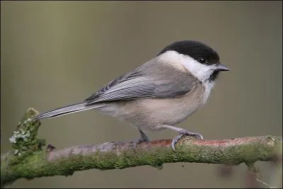 Quelle est cette msange ?