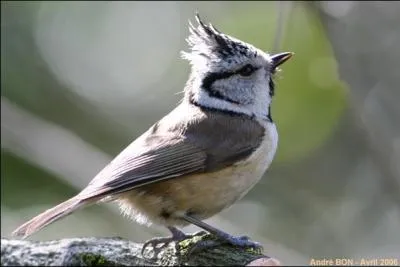 Quelle est cette msange ?