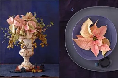 Un bouquet arien et trs original compos de cette plante de la saison froide qui est nomme ?