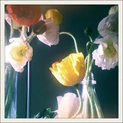 Dlicatement places dans de simples bouteilles, en guise de vases, c'est la grce du mouvement de leurs tiges et leurs corolles lgrement plisses qui font le charme de ces fleurs. Ce sont ?