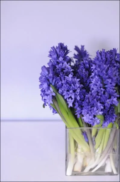 Places serres tout simplement dans un vase carr, quelles sont ces fleurs parfumes ?