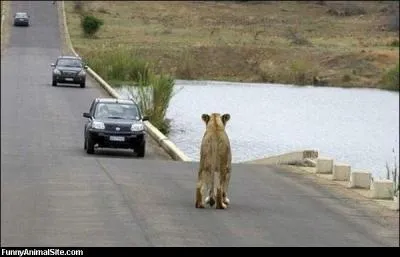 Vous roulez tranquillement en voiture, et soudain dbouche ...