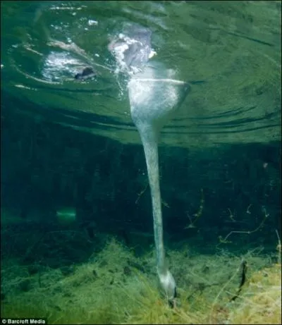 Une oie peut attraper une grenouille au fond de l'eau !