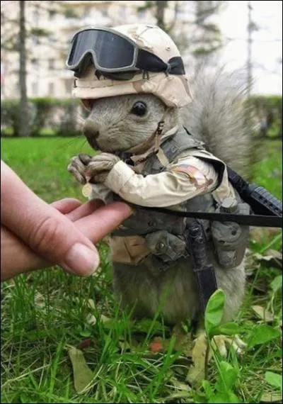 Il part  la guerre !