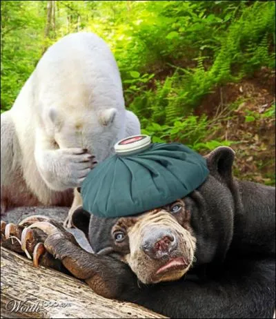 Un ours polaire et un grizzli peuvent se reproduire ensemble !