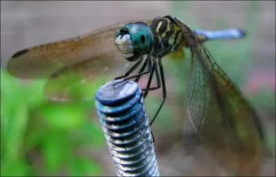 La libellule et la demoiselle sont le mme insecte !