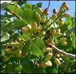 Quelle est cette noix, une des plus pauvres en calories, qui s'incorpore aux sauces, farces, pts, glaces, ptisseries, mais se sert aussi  l'apritif ?