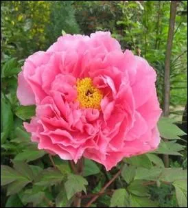 Quelle est cette fleur baptise   Sarah Bernhardt   ?