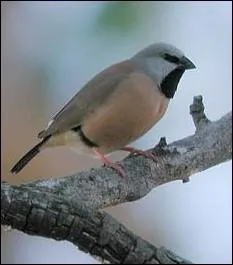Quel est ce petit passereau australien ?