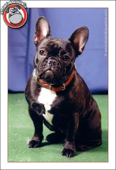 Quelle est cette race de chien ?