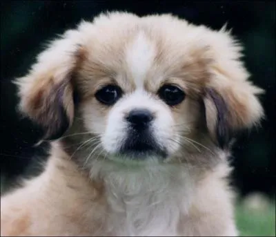 Quelle est cette race de chien ?