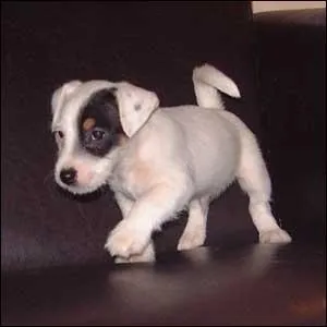 Quelle est cette race de chien ?