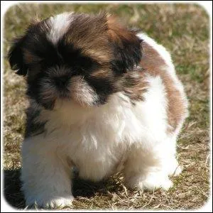 Quelle est cette race de chien ?