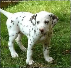 Quelle est la race de ce chien ?