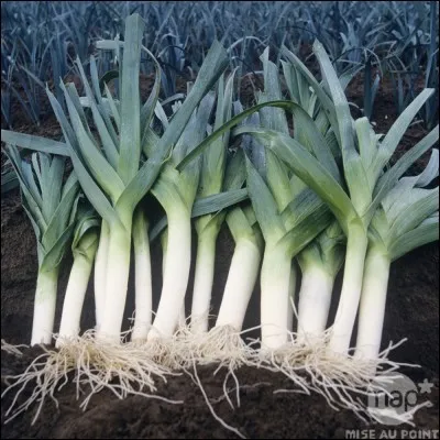 Légumes appelés "asperges du pauvre", de quoi les dépouille-t-on pour qu'ils soient consommables ?