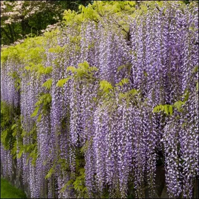 Tantôt acides aminés ou bien superbe plante grimpante aux magnifiques fleurs luxuriantes, de blanches à mauves en passant par le bleu-violet.