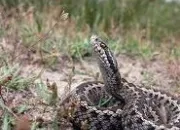 Quiz Les serpents venimeux