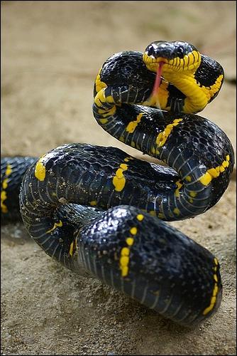 Ce serpent, plus connu sous le nom de   boiga des mangroves  , fait partie de la famille des colubrids. Il vit principalement dans l'est de l'Asie.