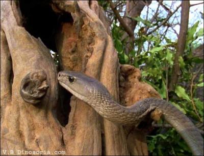 Ce serpent trs connu vit en Afrique du Nord. C'est le serpent terrestre le plus rapide du monde : 23 km/h ! Agressif, il se nomme ainsi  cause de la coloration particulire de sa bouche.