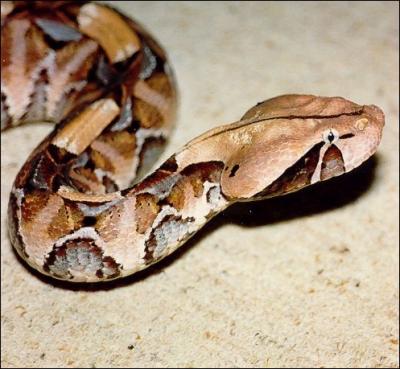 Cette vipre d'Afrique possde les plus grands crochets venimeux de tous les serpents : 5 cm de longs ! En outre, elle possde aussi un venin puissant, parfois mortel.