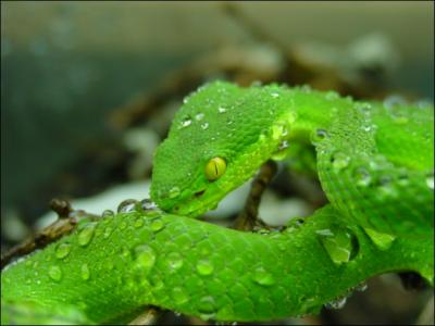 Ce serpent se confond parfaitement dans la vgtation. Il vit dans le sud de l'Asie. Il est venimeux mais peu agressif, donc frquent en captivit.