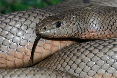Cette vipre d'Afrique est fouisseuse, elle vit donc dans des galeries. C'est aussi la seule vipre au monde  possder cette dentition : ses crochets recourbs sont placs  l'arrire de sa bouche.