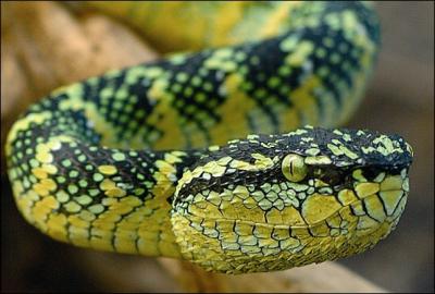 C'est le serpent possdant la plus belle livre des crotalids. Son autre nom est la vipre des temples.