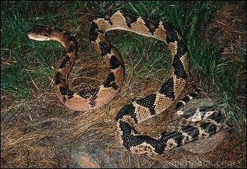 Ce serpent d'Amrique centrale et du Sud arbore de beaux motifs. Son nom varie selon les rgions : crotale muet, lachesis, grage  grands carreaux ou bien ...