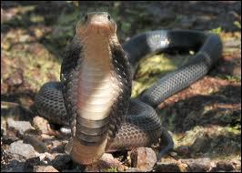 Un peu moins clbre que le fameux  cobra royal , ce serpent est plus connu en Thalande, son pays d'origine, c'est le :