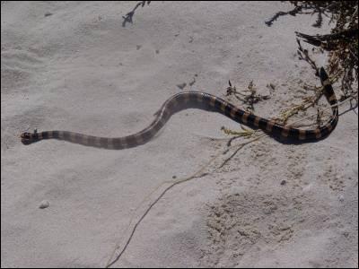 Ce serpent marin, au venin mortel, est l'un des moins agressifs de tous; il n'attaque que rarement.