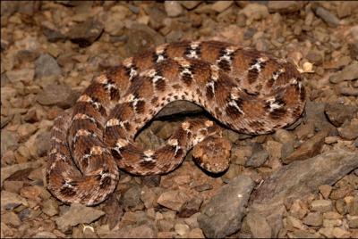 Ce serpent venimeux d'gypte porte bien son nom, roi du camouflage. Il est souvent trs agressif si on passe trop prs de lui sans le voir :