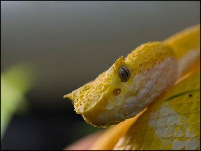 Cette vipre arboricole possde diffrentes livres selon son environnement. Elle possde aussi des sortes de  cils  au-dessus de ses yeux, ce qui l'aide  se camoufler. Elle ne mesure que 75 cm :
