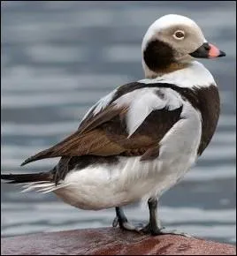 Quel est le nom de cet anatid prsent dans tout l'hmisphre nord ?