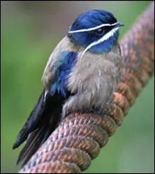 Espce forestire, insectivore vivant en Indonsie, Malaisie et Philippines :