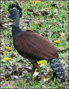 Oiseau d'Amrique Centrale se nourrissant de fruits et arthropodes, vit essentiellement au sol :